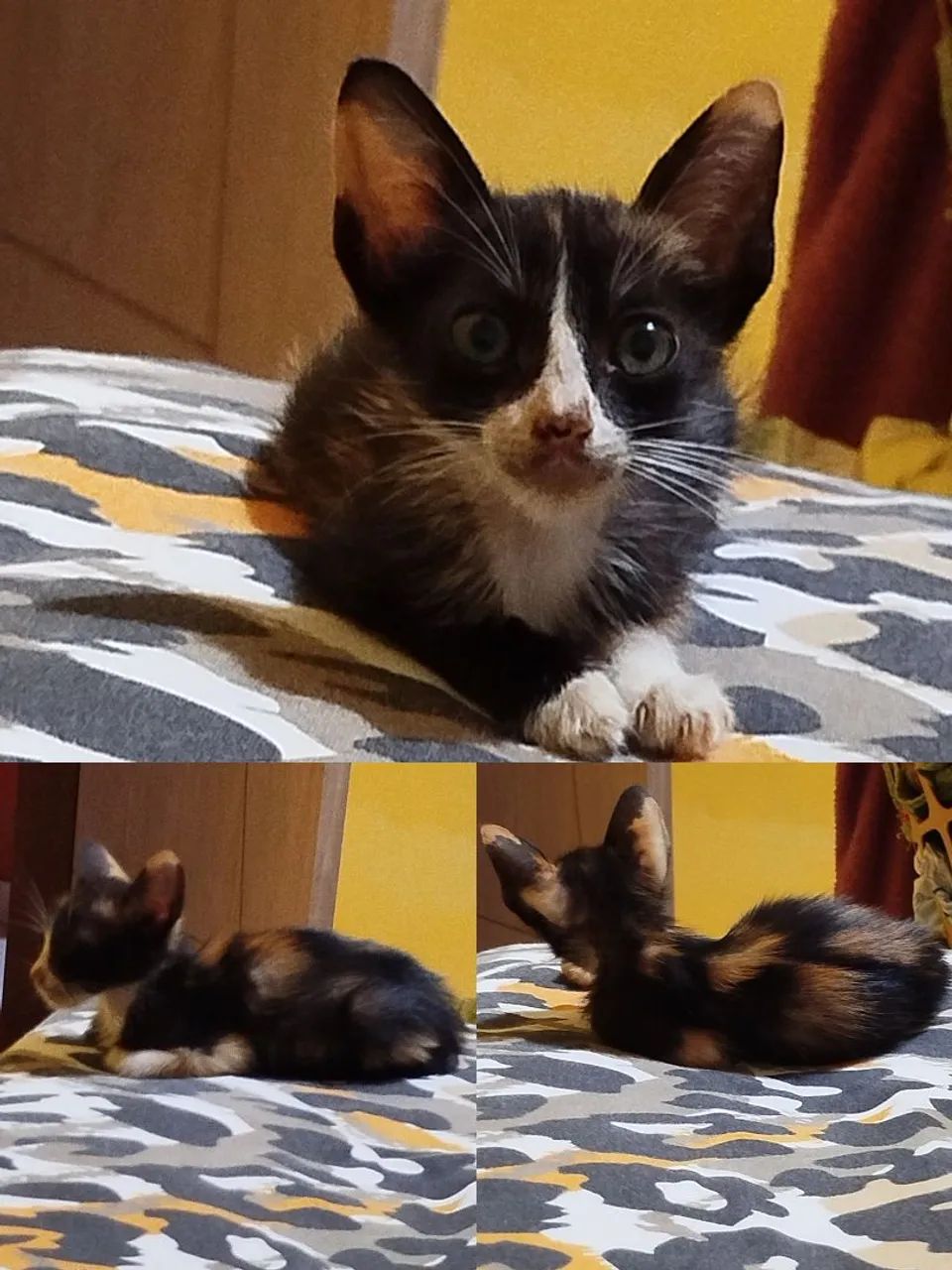 Gatinha tricolor disponível para adoção