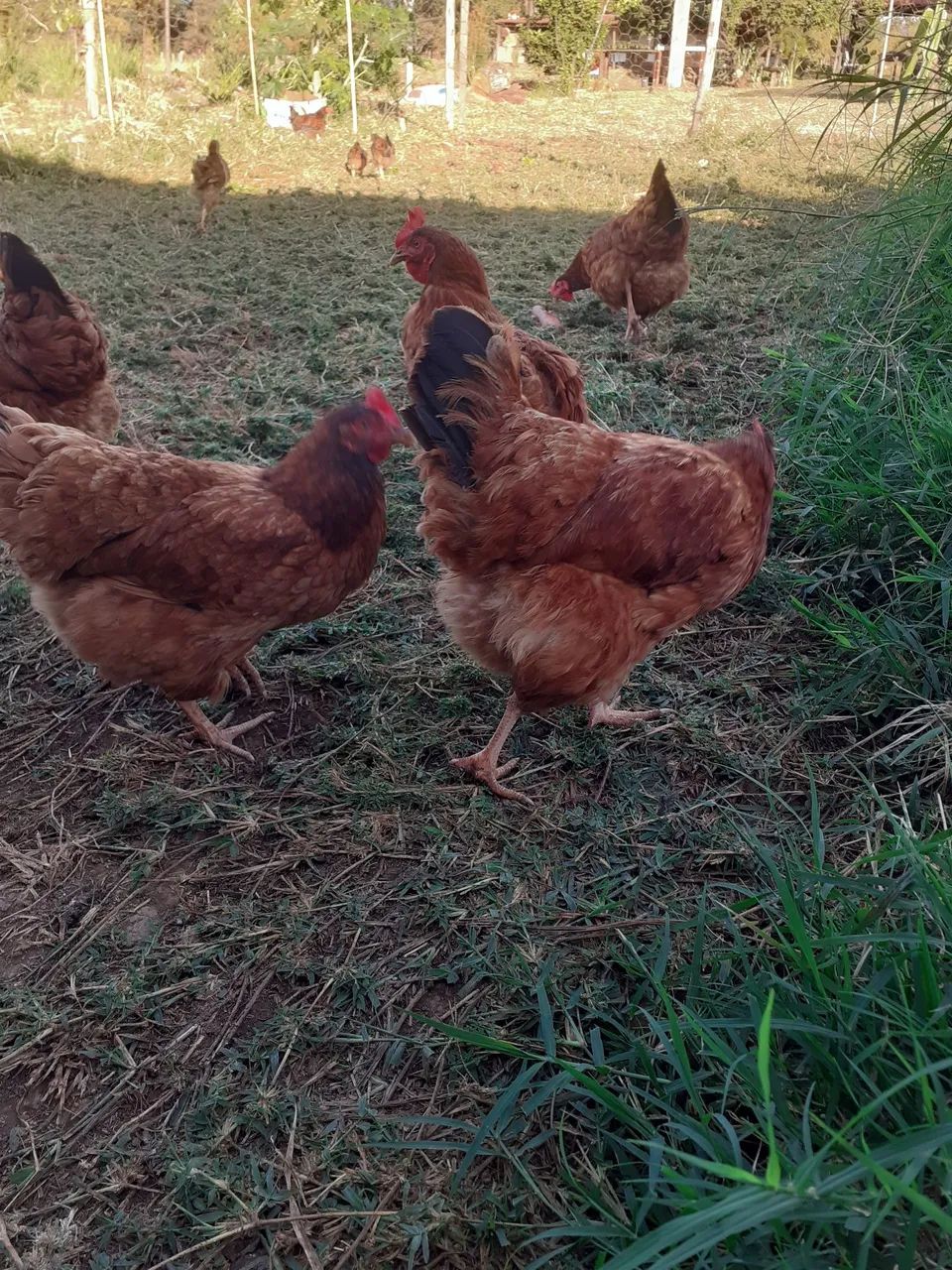 Galinhas  - Foto 5