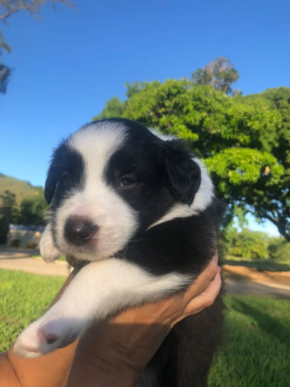 Vendo filhotes de Border Collie. Pais com pedigree.