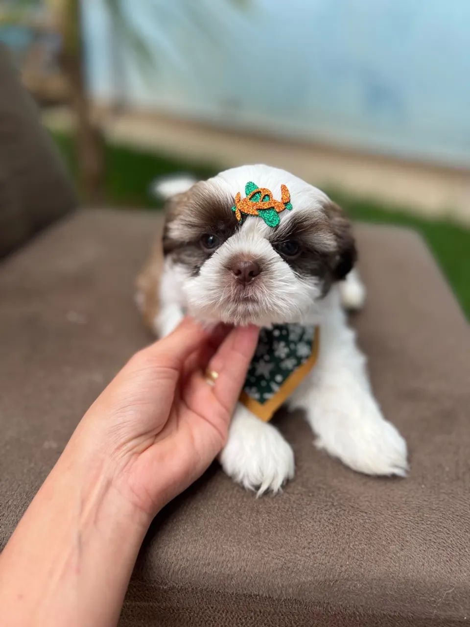 Shih Tzu Macho OLHOS CLAROS