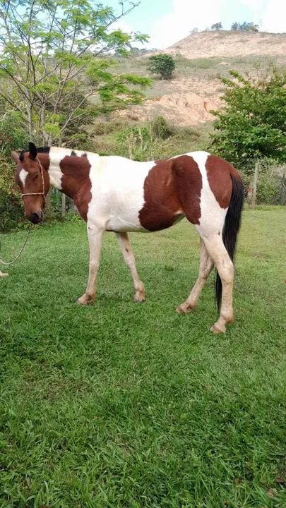  Vendo Égua pampa de castanha Mangalarg  6 anos a  - 5 anos - Foto 5