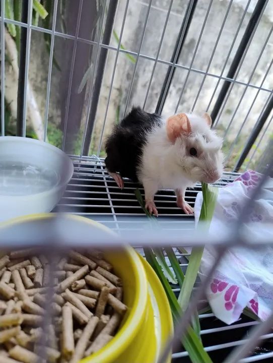 Vendo porquinho com gaiola junto 