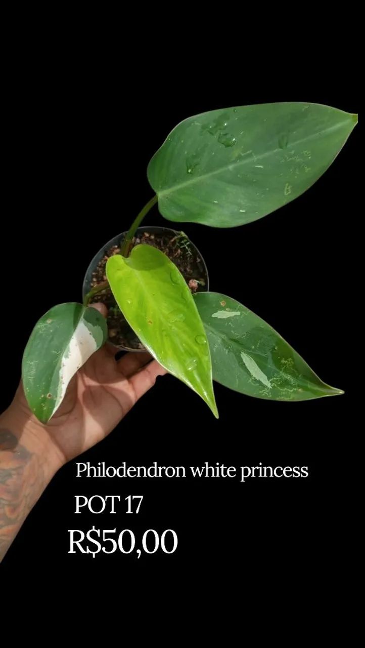 Philodendron White Princess