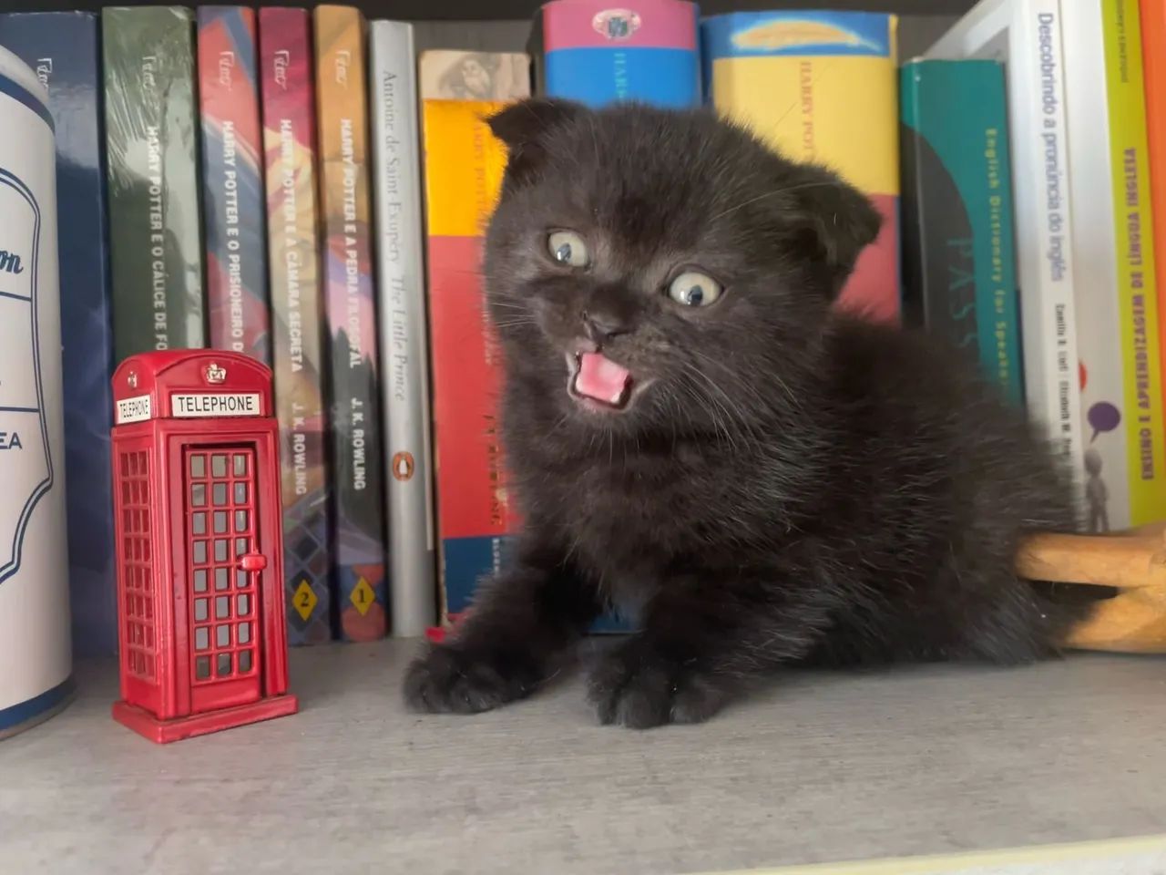 Gatinhos Scottish Fold Cinza, Black, chocolate  - Foto 4