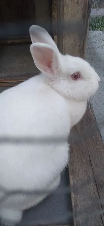 Vendo Coelho femea - Foto 3