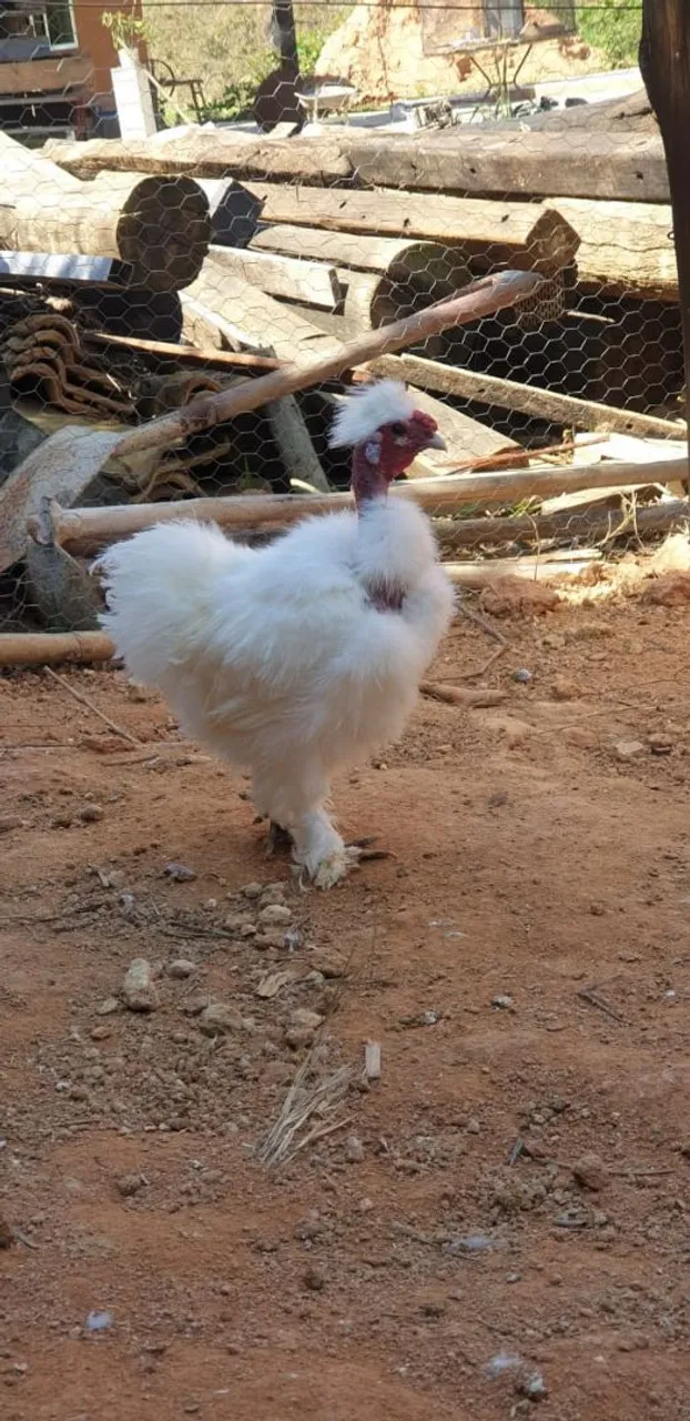 Galo Polaco Sedosa