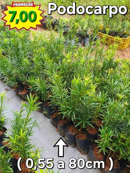 Podocarpos para cerca viva - Foto 4