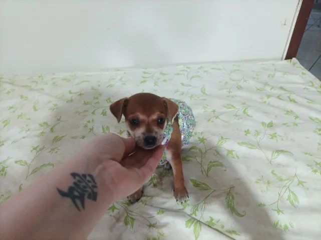 Pinscher fêmea, número um - Foto 2
