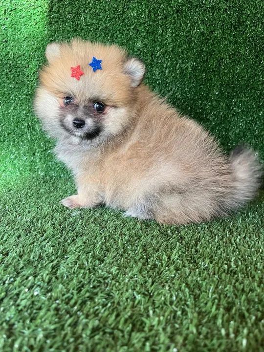 Lulu da pomerania macho - caramelo cor espetacular  - Foto 4