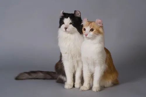 American Curl - Orelhinhas Encantadoras e Muito Carinho! - Foto 3
