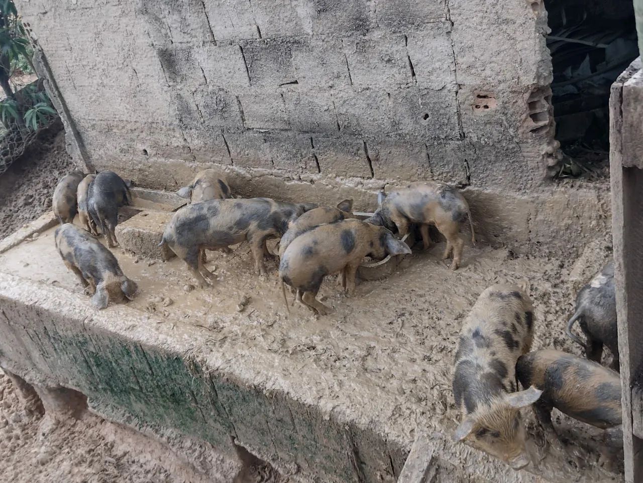 Leitões disponível - Foto 2