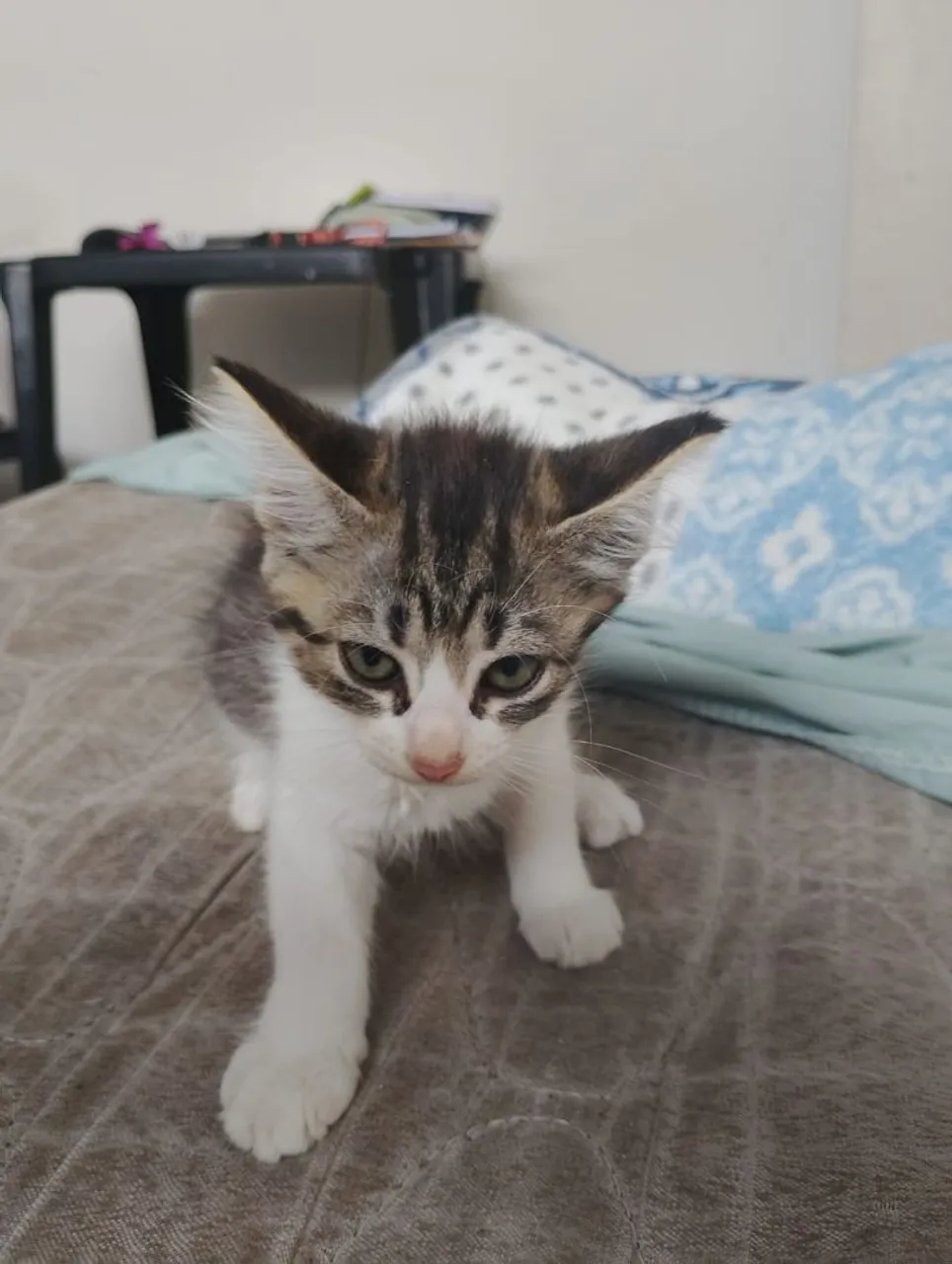 Adoção de gata