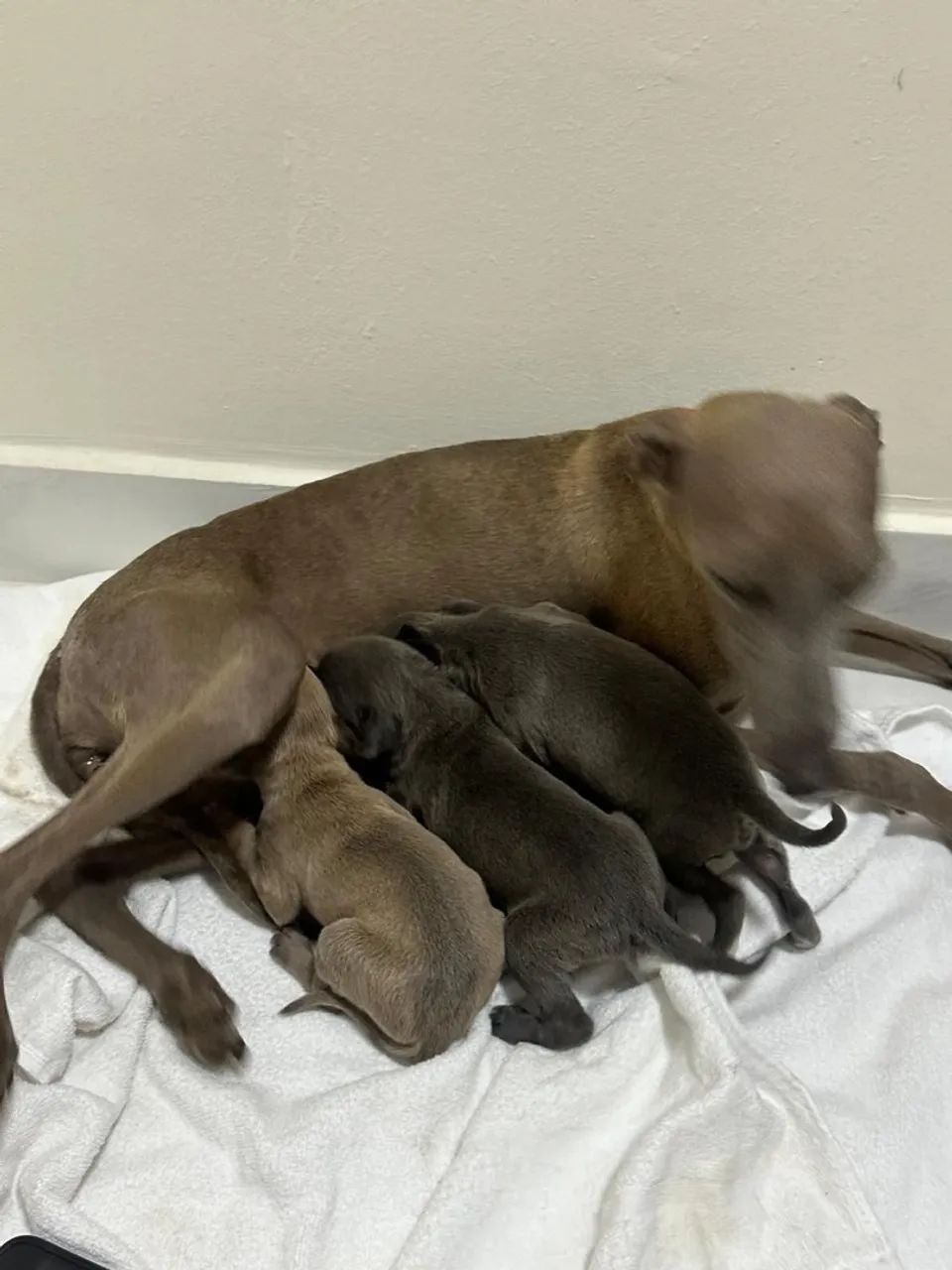 Pequeno Lebrel fêmea cinza(azul)Italiano  Galgo Italiano Italian Greyhound  