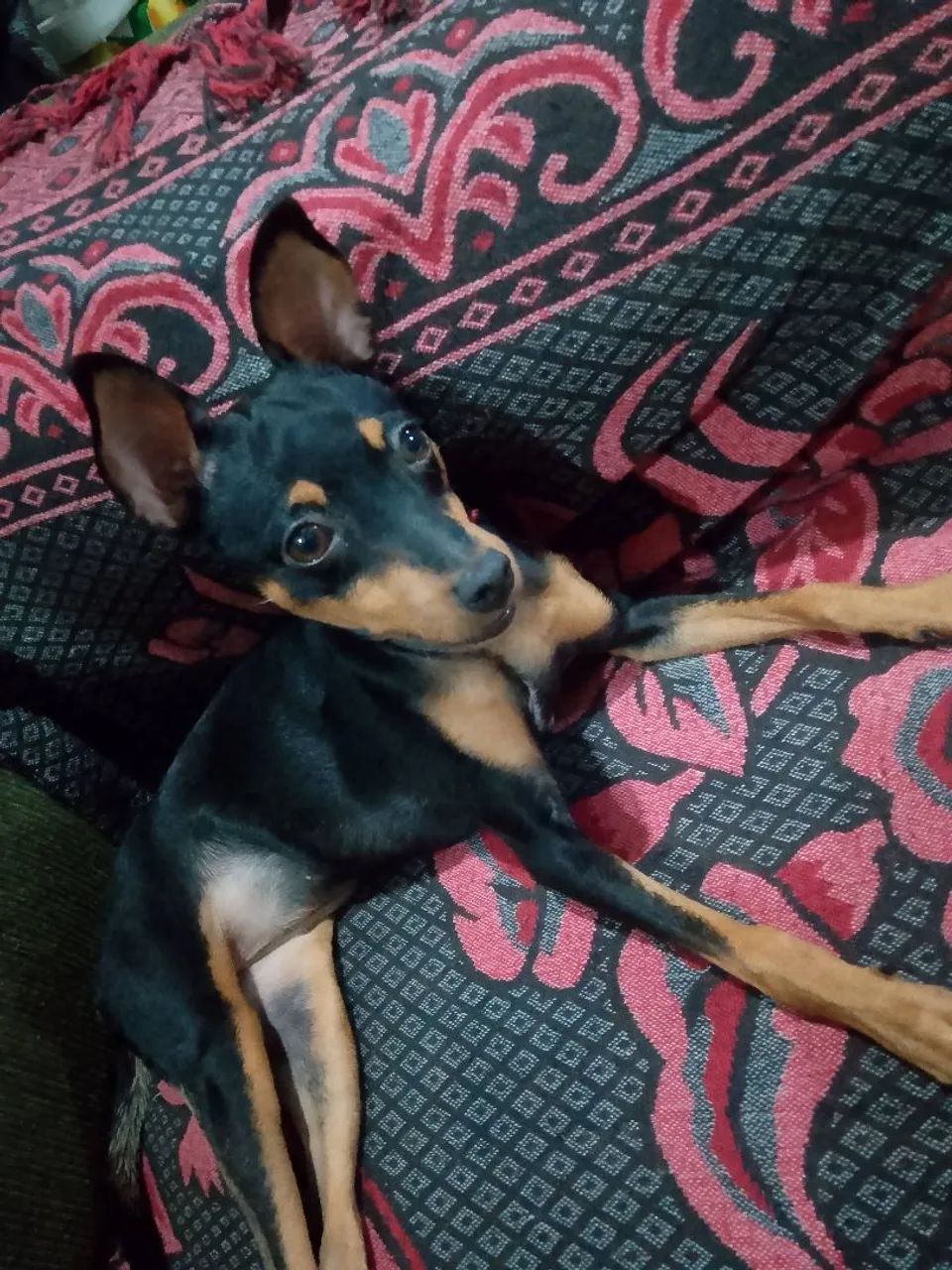  Pinscher  - Foto 3