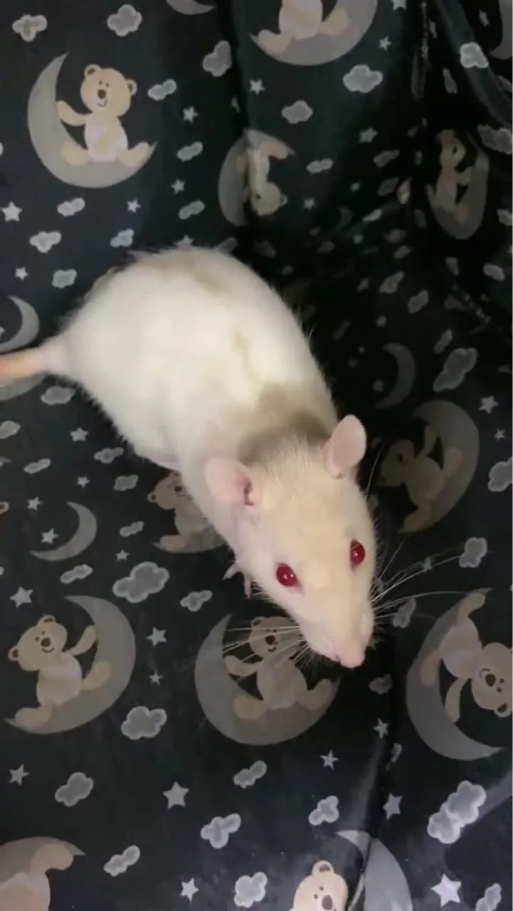 Ratos Twister fêmeas, duas por R$80 - Foto 3