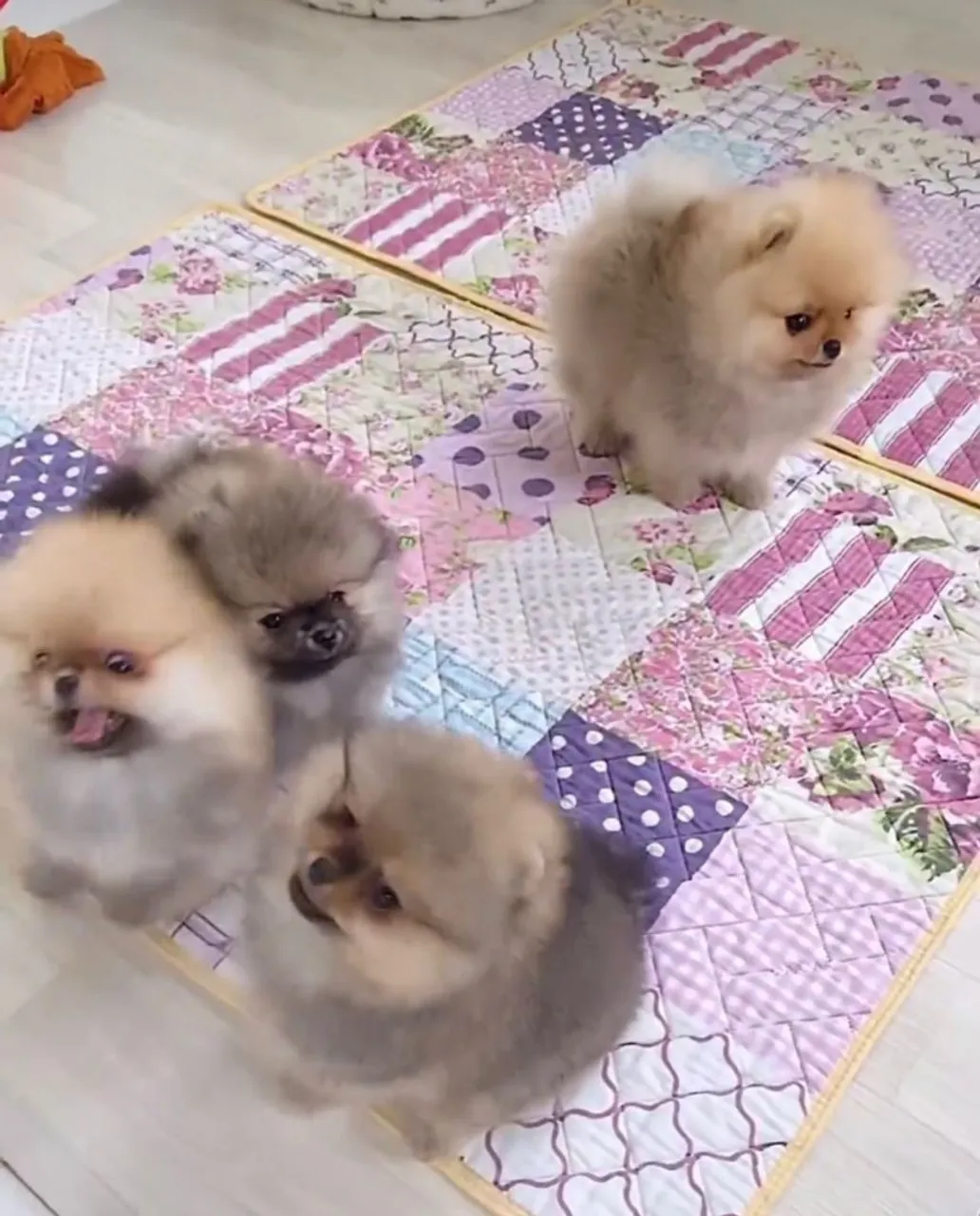 Vendo lindos filhotes de lulu da pumerania 