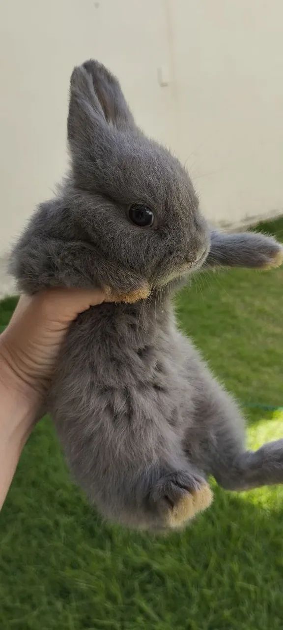 Coelho Anão  - Foto 4