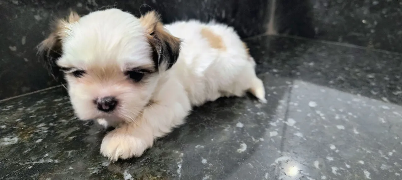 Filhote Shih Tzu fêmeas e machos com um precinho Incrível!