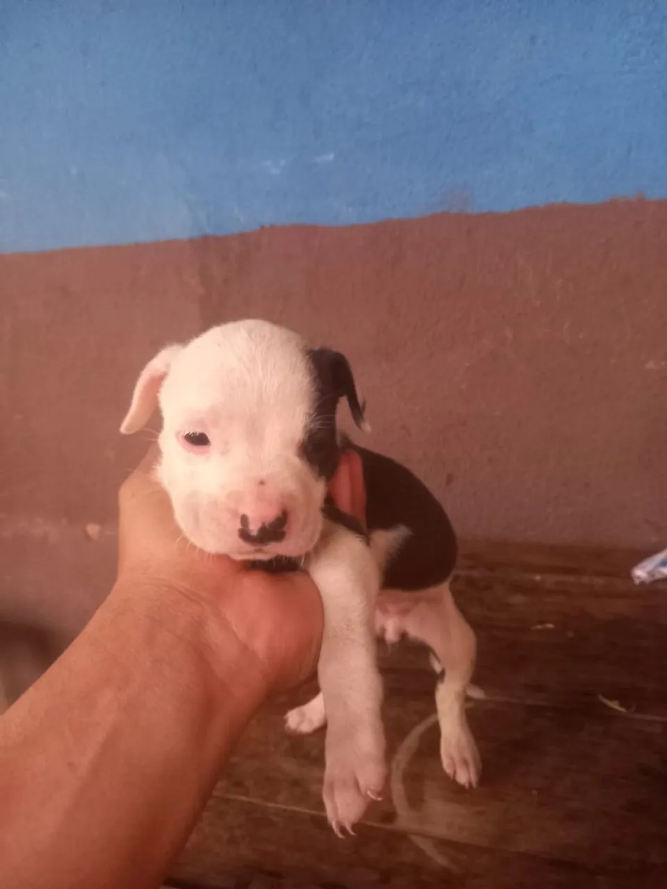 Vendo Filhote de Pitbull