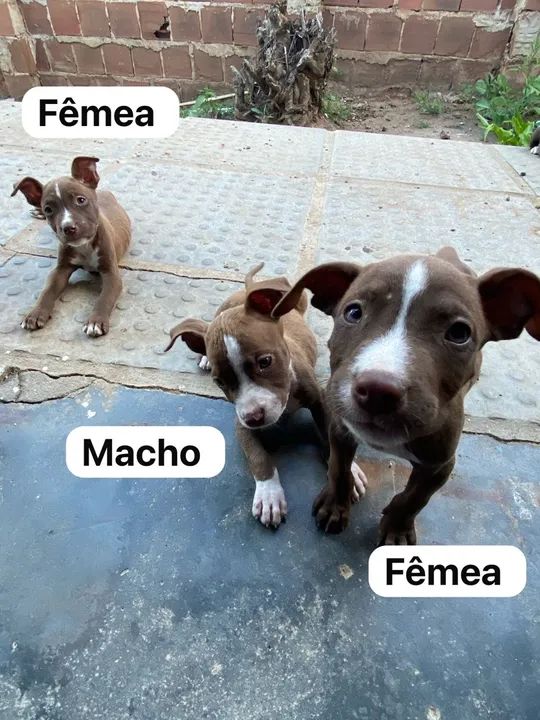 Pit Bull Terrier / Pit Monster  - Foto 2