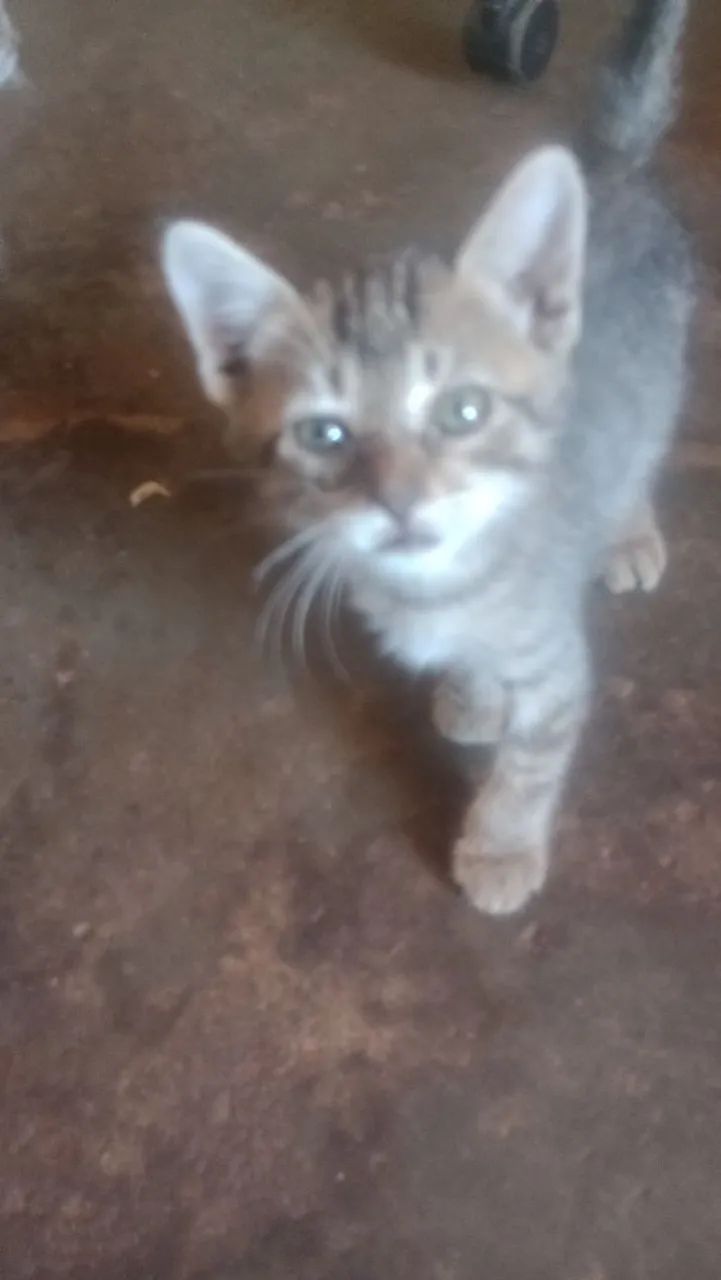 Gatinho Filhote Para Adoção