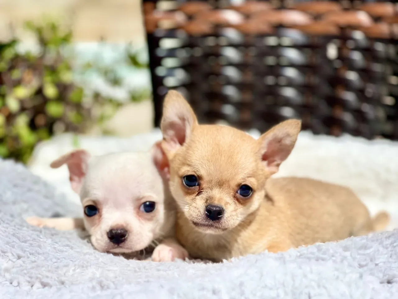 Lindos bebês de chihuahua