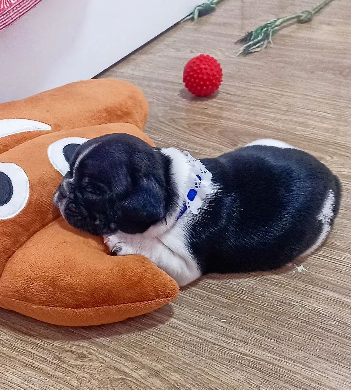 Filhote de Bulldog Francês - Foto 4