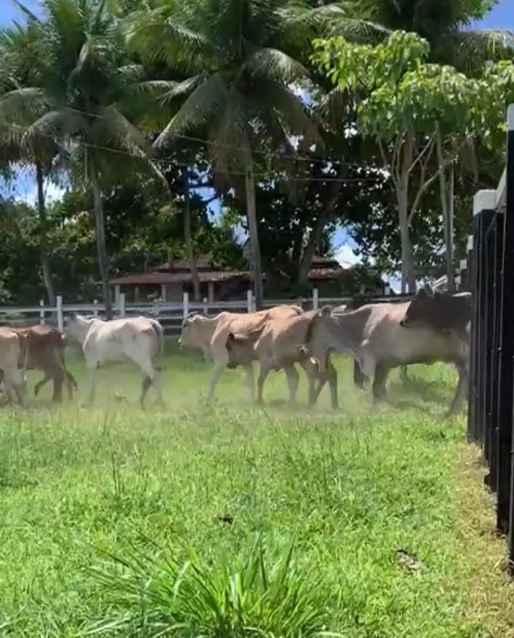 VENDO LOTE DE BEZERRAS NELORE E CRUZADAS !!! - Foto 2