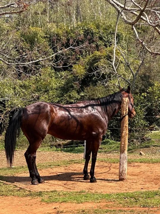 Cavalo - Foto 4