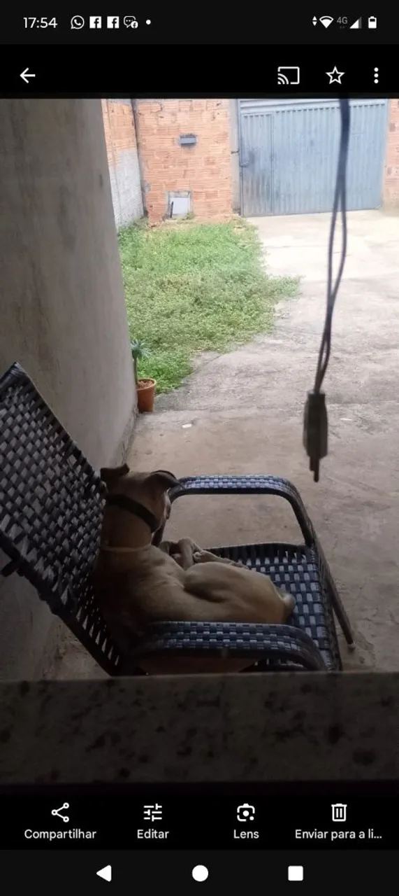 Caramelo, atento, no portão, de olho