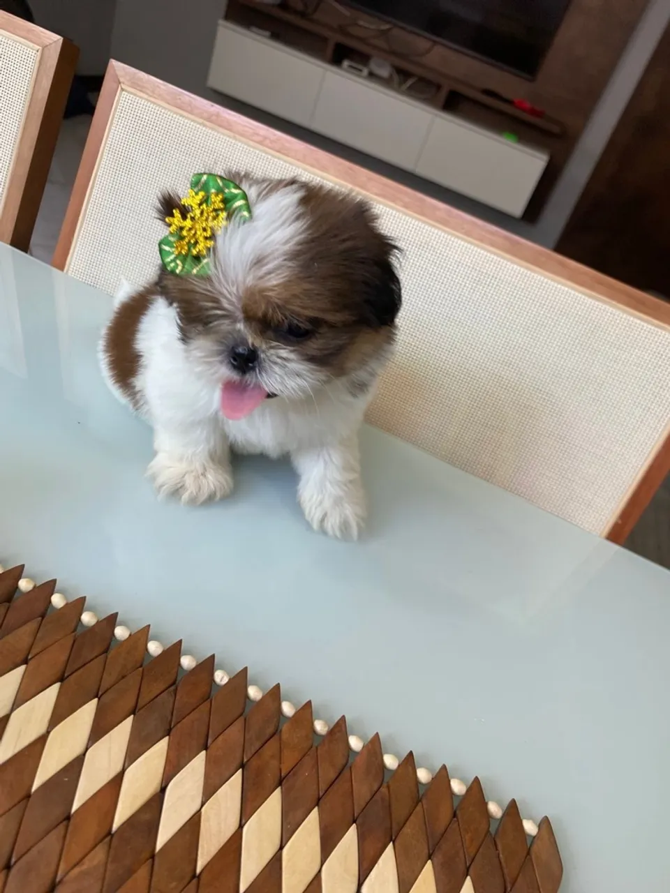 Shih Tzu filhote fêmeas mini bibelô original