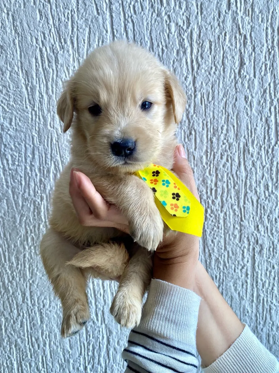 Filhotes Golden Retriever
