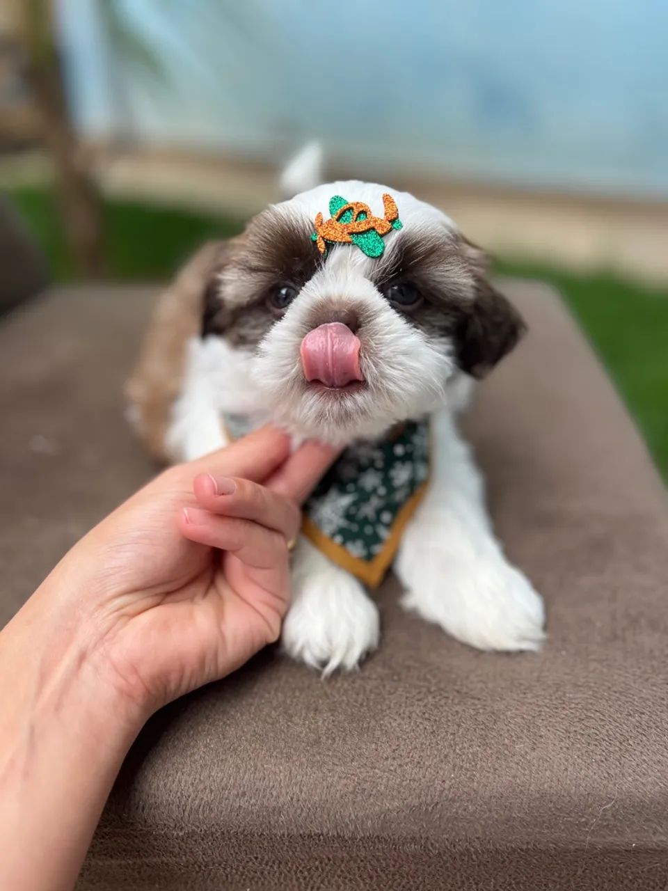Shih Tzu Macho OLHOS CLAROS - Foto 3