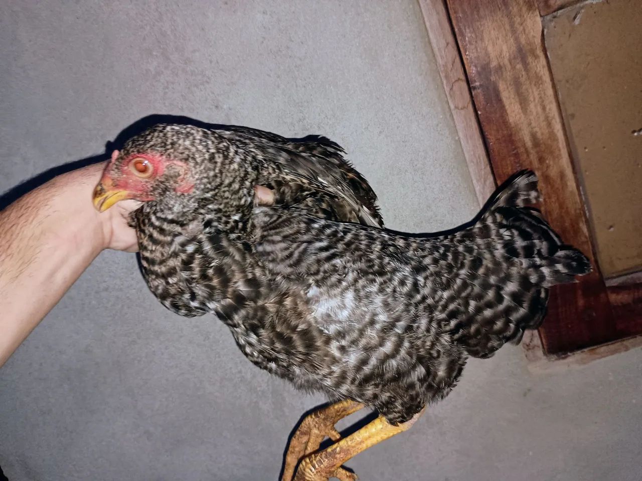 Franguinhos mestiços 