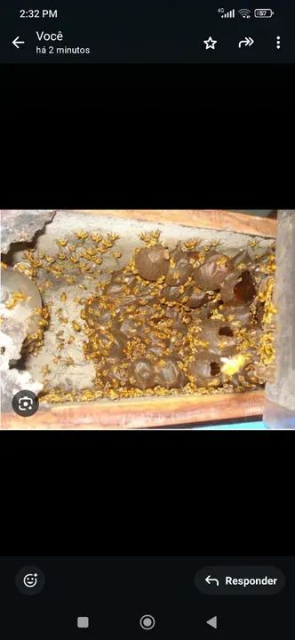 Uruçu amarela  - Foto 2