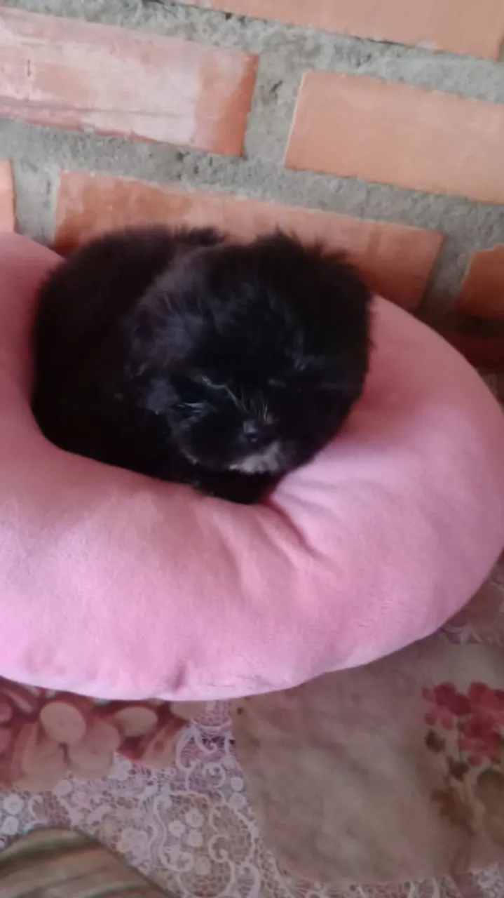 Shih Tzu linda ninhada
