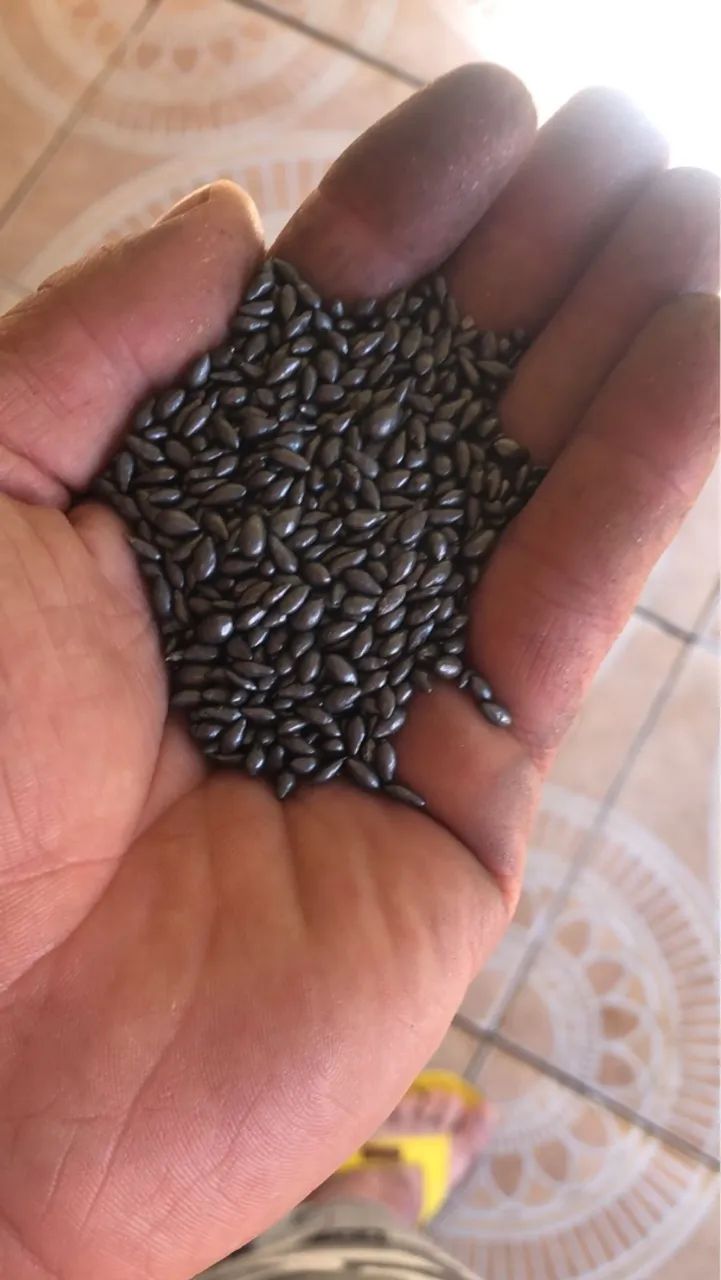 Vendo semente brachiaria,Zuri, massai,Mombaça  - Foto 2