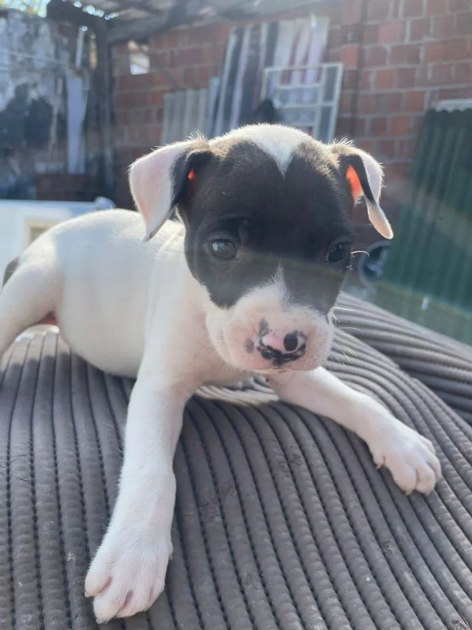 Filhotes lindos Pitbull  - Foto 5