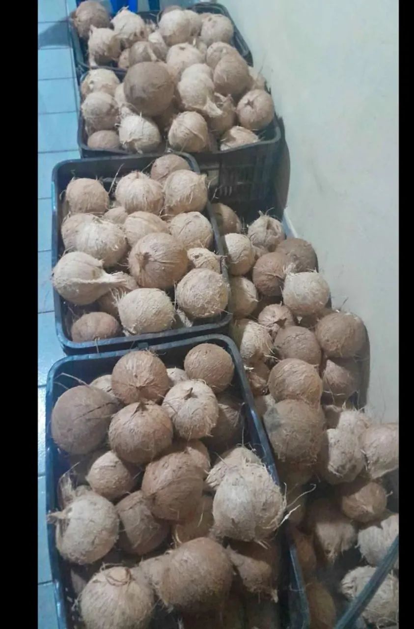 Coco seco e Verde ? - Foto 2