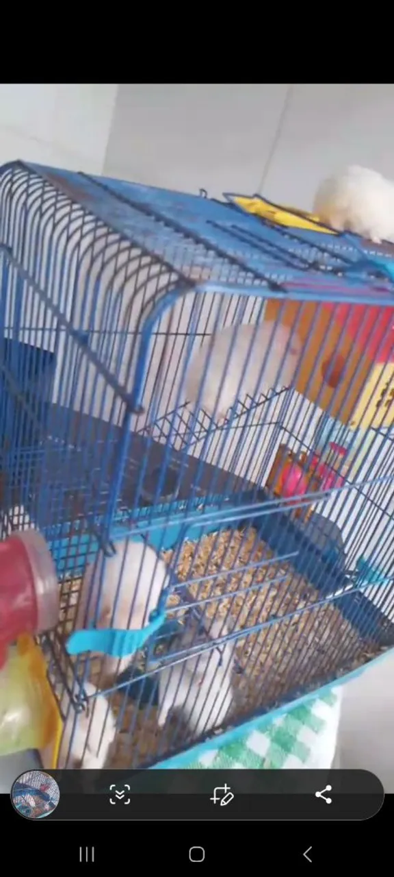 Hamster sirio 