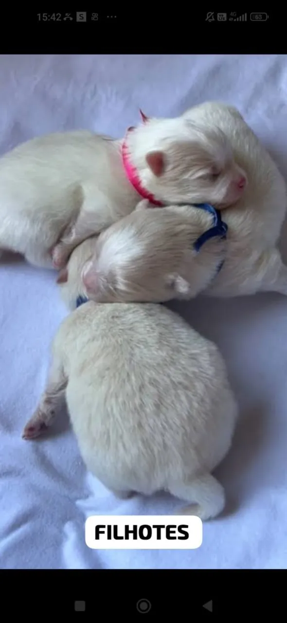 Filhotes de cachorros
