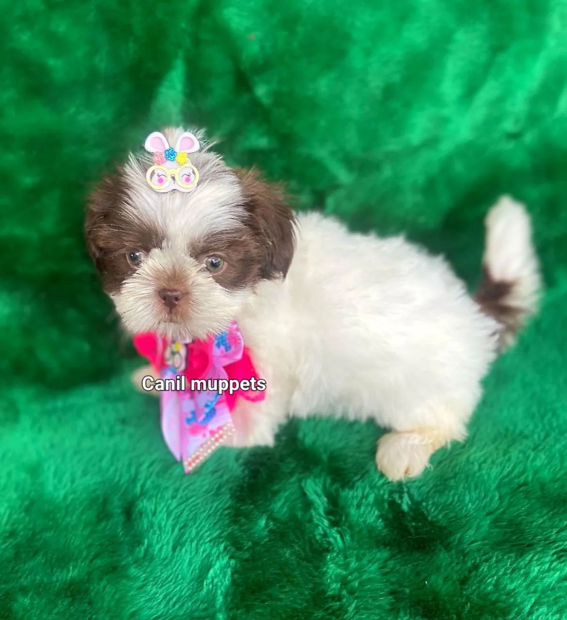 Shitzu fêmea  - Foto 2