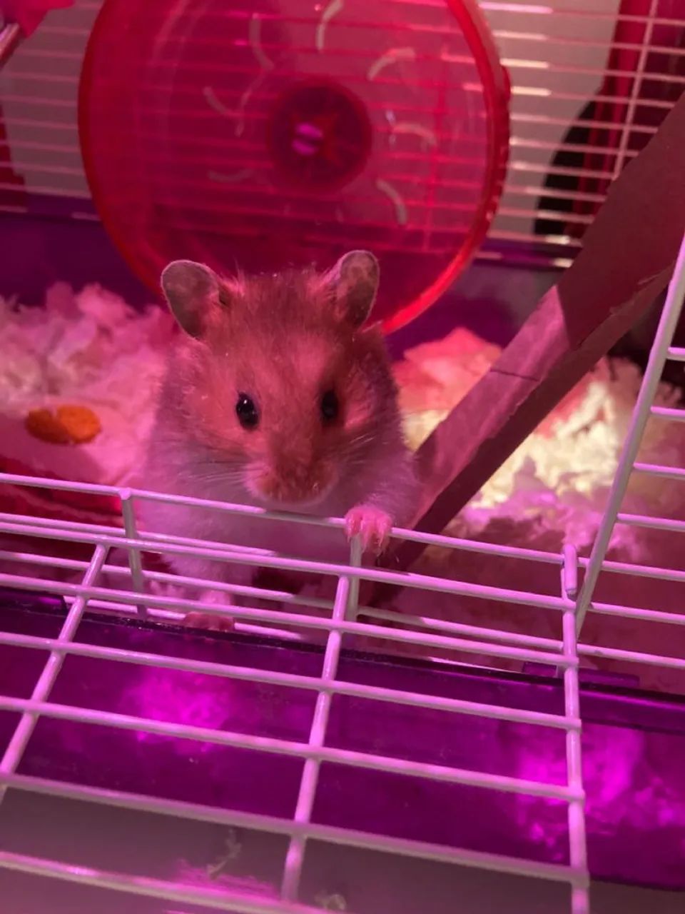 Hamster Fêmea 
