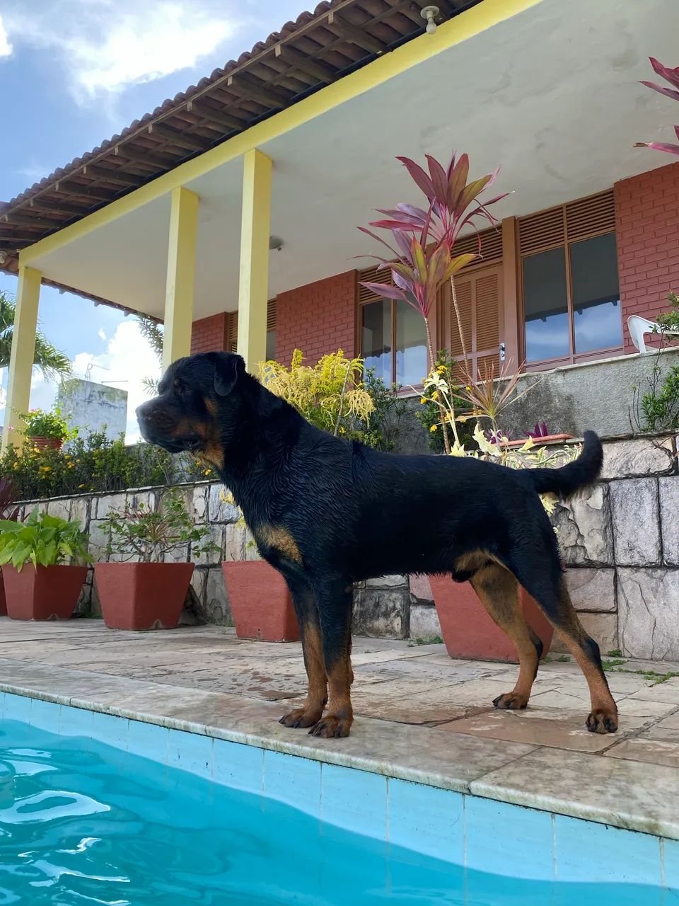 Procura-se namorada rottweiler - Foto 3