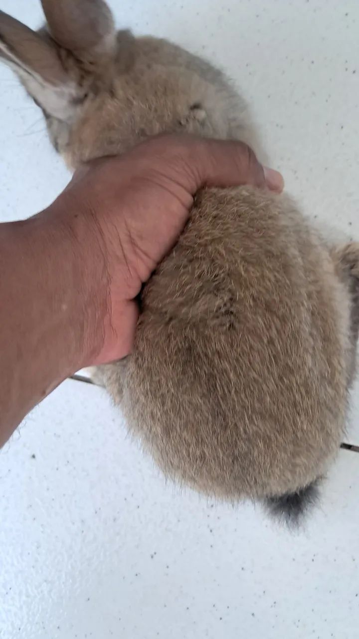 Rabbit64962660962563121