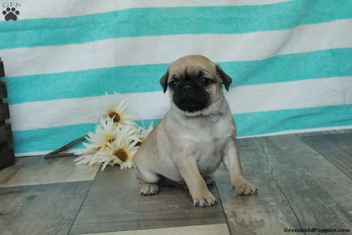 ? Promoção relâmpago ? chama