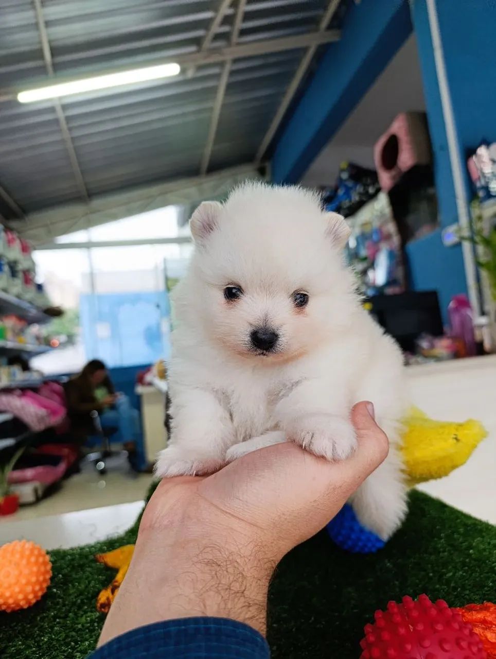 Spitz alemão machinho 