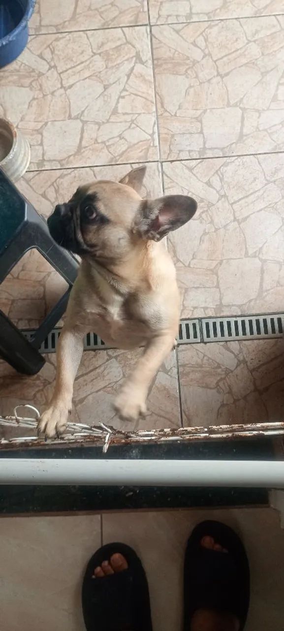 Cachorro  - Foto 3