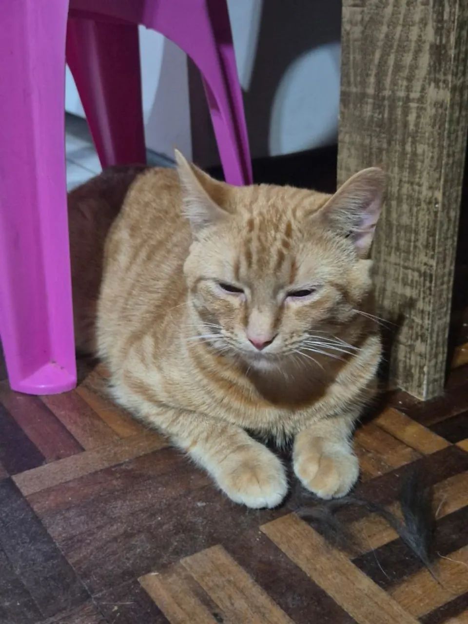 GATOS PARA ADOÇÃO  - Foto 4