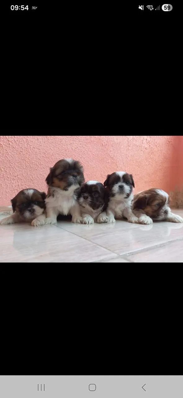Shih Tzu - Foto 5
